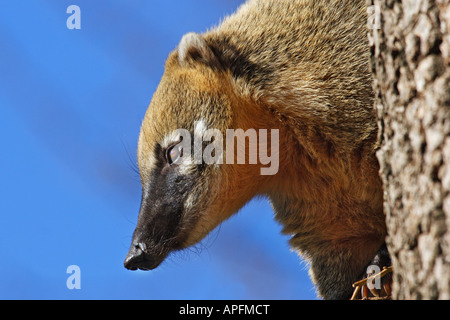 Ring-tailed Coatimundi Nasenbär (Nasua Nasua)-Porträt Stockfoto