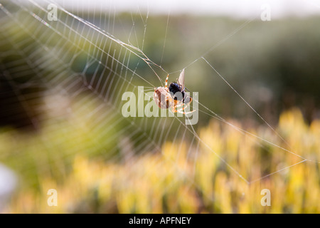 Eine Spinne frisst eine Fliege, die im Netz abgefangen wurde. Stockfoto