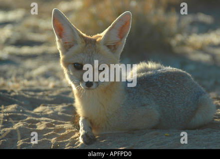 Der einzig wahre Fuchs im südlichen Afrika sehr klein und nicht schädlich für Landwirte Stockfoto