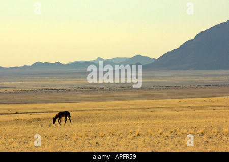 Einsame wilde Fohlen in der Namib-Wüste, Namibia Stockfoto