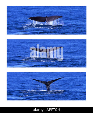 Pottwal Tauchen Sequenz Physeter macrocephalus Stockfoto