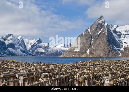 Kabeljau Stockfisch Übergabe auf das Holz trocknen-racks, Lofoten Inseln, Norwegen Stockfoto