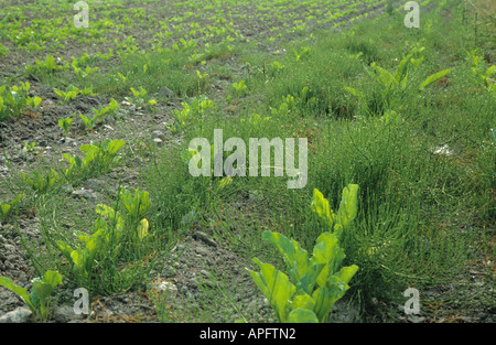 Gemeinsamen Schachtelhalm Equisetum Arvense Unkraut in junge Zuckerrüben Ernte Frankreich Stockfoto