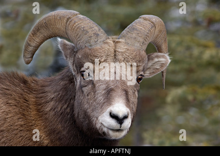 Eine juvenile Rocky Mountain Bighorn Sheep Stockfoto