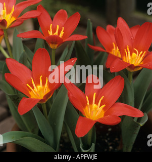 Blumen Tulpe Scarlet Baby Stockfoto