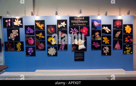 Eine schöne Darstellung der Wasatch Wildblumen bei einem landwirtschaftlichen Wettbewerb an der Utah State Fair in Salt Lake City, Utah, USA. Stockfoto