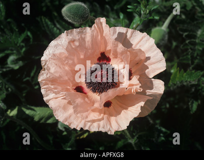 Ornamentale Mohn Papaver Orientalis mit großen rosa Blüten Stockfoto