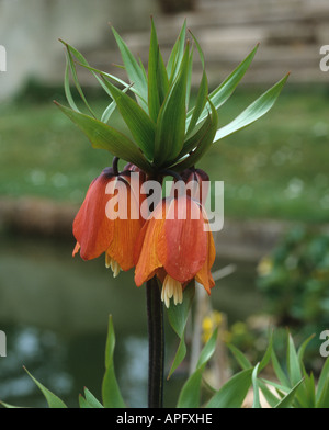 Fritillary Crown Imperial Fritillaria Imperialis blühende Pflanze Stockfoto