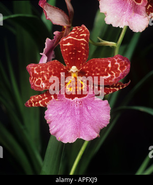 Intergenetic Kreuz Orchidee Cambria Blume Stockfoto