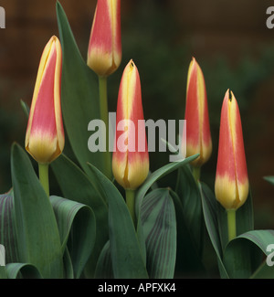 Blumen Tulpe Chopin Stockfoto