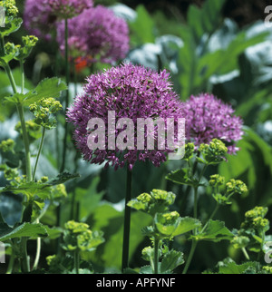 Blütenstand von Allium Globemaster Stockfoto