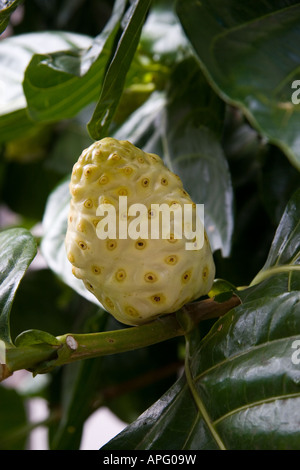 Noni-Frucht oder Morinda Citrifolia, Hawaii Stockfoto