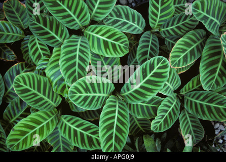 Blattpflanzen Zebra Werk Calathea Zebrina Straßenstand in Manila Philippinen Stockfoto