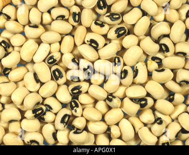 Schwarze Augen Bohnen oder Kuherbsen Vigna Unguiculata Samen Stockfoto