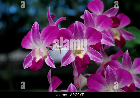 Rosa weiß blühende Dendrobium Orchideen in einem Garten Bangkok-Thailand Stockfoto