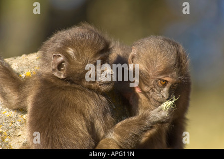 Zwei junge Baby Gelada Paviane spielen auf einem Felsen in Semien-Mountain-Nationalpark. Stockfoto