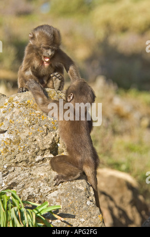 Zwei junge Baby Gelada Paviane spielen auf einem Felsen in Semien-Mountain-Nationalpark. Stockfoto