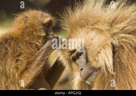 Ein weibliche Gelada Pavian pflegt eine große männliche in Semien Mountains Nationalpark. Stockfoto