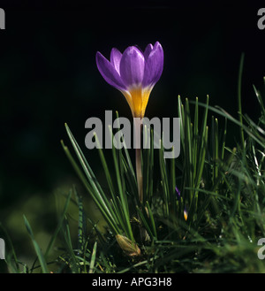 Blühende Pflanze Crocus Sieberi Sublimus f Tricolor Sorte Tricolor Stockfoto