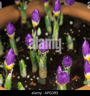 Reihe von Blumen Crocus Sieberi Sublimus f Tricolor Vielfalt Tricolor Öffnung Nummer 1 Stockfoto