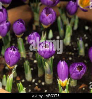 Reihe von Blumen Crocus Sieberi Sublimus f Tricolor Vielfalt Tricolor Öffnung Nummer 2 Stockfoto