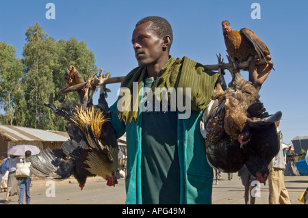 Ein Mann mit lebenden Hühnern im Hauptmarkt von Gondar zu verkaufen. Stockfoto