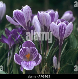 Blüte Crocus Vernus Pickwick Stockfoto