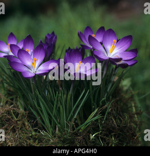 Blüte Crocus Tommasinianus Ruby Giant Stockfoto