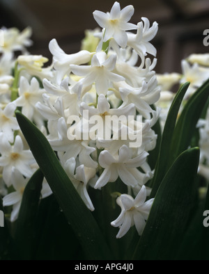 Weiße Hyazinthe Sorte Carnegie Hyacinthus Orientalis in Blüte Stockfoto