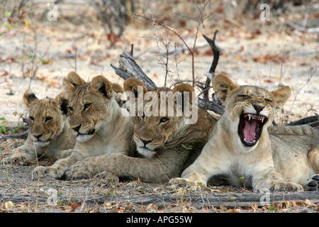 Löwenfamilie mit Gähnen Stockfoto