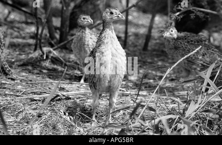 Young Pheasent Küken in der Zucht, Aufzucht führen mit Kunststoff-Bit im Schnabel picken und Feder ziehen zu stoppen. Stockfoto