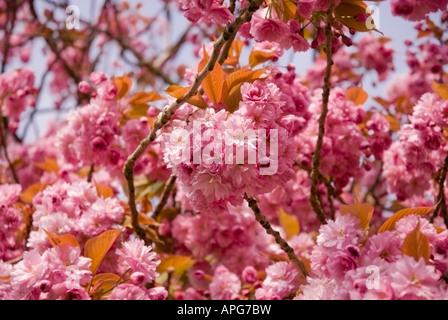 Kirschblüte im Frühling Stockfoto