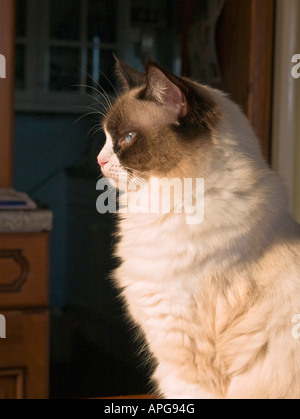 Weibliche Ragdoll Kätzchen Seitenansicht in England Stockfoto