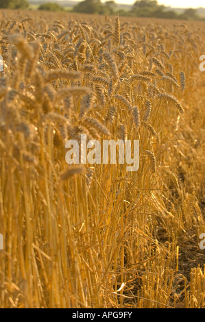 Goldene Ähren wachsen immer noch in einem Feld wartet auf die Arroival des Mähdreschers Stockfoto