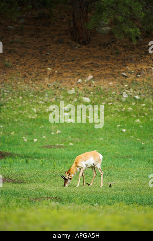 Gabelbock Antilocapra Americana grasen auf der Wiese an der Custer State Park South Dakota Stockfoto