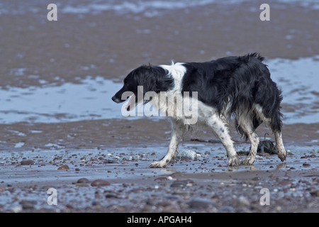 Border-Collie am Strand von Blue Anchor Bay. Somerset. England Stockfoto