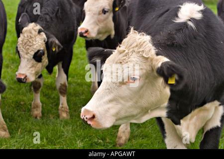 Eine Gruppe von jungen Hereford Holstein cross Ochsen Stockfoto