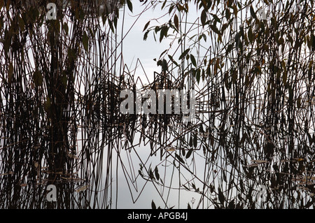 Aquatische Pflanzen Leben spiegelt sich In The Süßwassersee, aus dem es gewachsen. Stockfoto