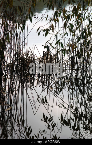 Aquatische Pflanzen Leben spiegelt sich In The Süßwassersee, aus dem es gewachsen. Stockfoto