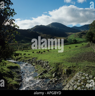 Seenplatte Ackerland mit Aberdeen Angus-Rinder weiden, im Herbst Stockfoto