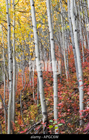 Alaska fallen entlang Glenn Highway Matanuska River Tal Stockfoto