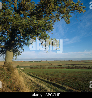 Sämling Getreide zu öffnen, Ackerland und einzelne Esche Northamptonshire Stockfoto