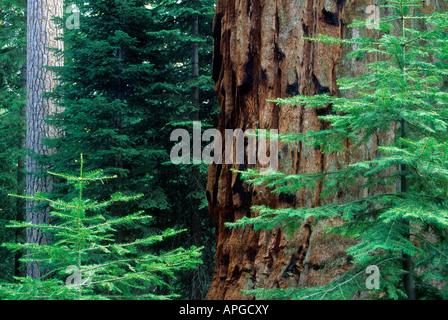 Pinien und Mammutbäume in Long Meadow Grove, Sequoia National Forest, die Berge der Sierra Nevada, Kalifornien, USA Stockfoto