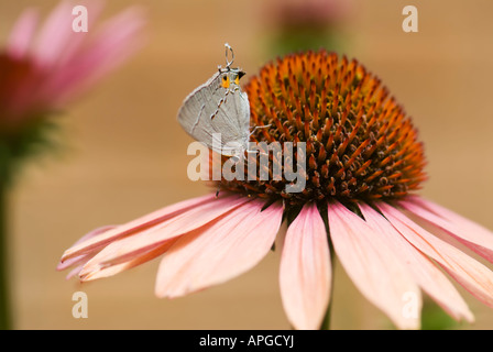 Ein winziger grauer Hairstreak-Schmetterling (Strymon melinus) ernährt sich von Echinacea. Oklahoma, USA Stockfoto