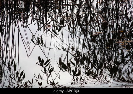 Aquatische Pflanzen Leben spiegelt sich In The Süßwassersee, aus dem es gewachsen. Stockfoto