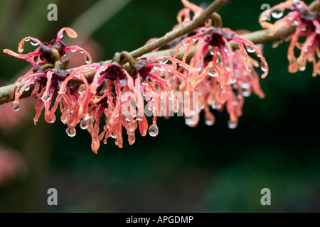 Nass rote Zaubernuss Blumen Hamamelis mit Regentropfen hängen aus den Blütenblättern Stockfoto