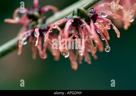 Nass rote Zaubernuss Blumen Hamamelis mit Regentropfen hängen aus den Blütenblättern Stockfoto