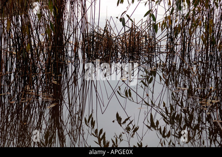 Aquatische Pflanzen Leben spiegelt sich In The Süßwassersee, aus dem es gewachsen. Stockfoto