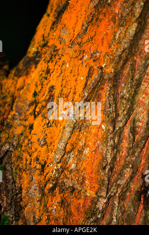 Natürliche bunten Mustern & Texturen der Rinde eines Baumes. Stockfoto