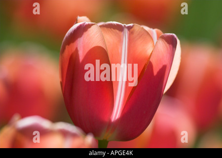 Tulipa einzelne späte Menton Stockfoto